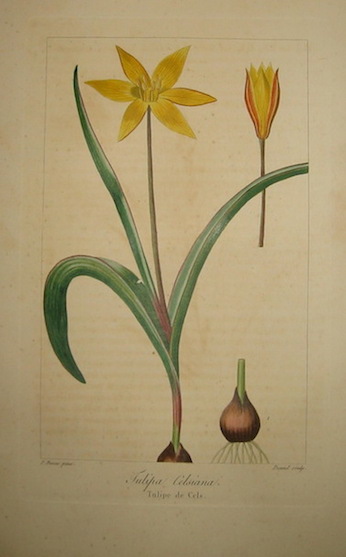 Bessa Pancrace (1771-1846) Tulipa Celsiana. Tulipe de Cels 1828 Bruxelles 